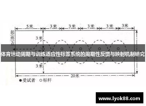 体育运动周期与训练适应性标签系统的周期性反馈与映射机制研究 体育运动周期与训练适应性标签系统的周期性反馈与映射机制研究